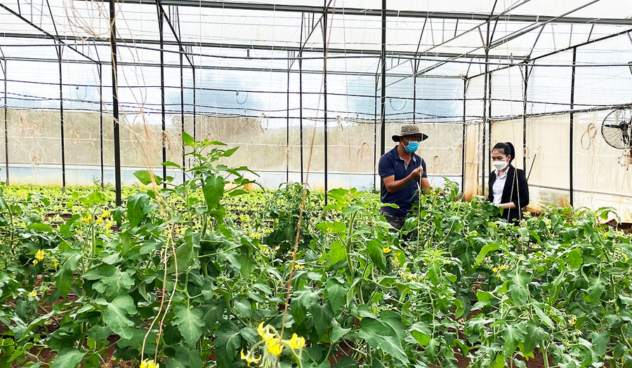 Nông dân huyện Mang Yang quan tâm ứng dụng tiến bộ kỹ thuật vào sản xuất. Ảnh: Thanh Nhật Nông dân huyện Mang Yang quan tâm ứng dụng tiến bộ kỹ thuật vào sản xuất. Ảnh: Thanh Nhật