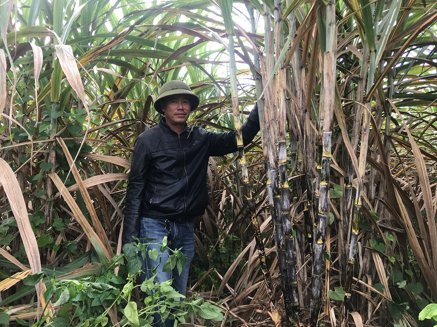 Ông Lê Công Khoa bên ruộng mía trồng bằng mắt mầm chuẩn bị thu hoạch. Ảnh: Nguyễn Hồng