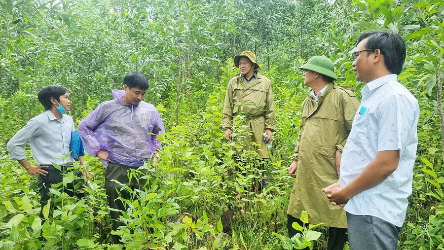  Đoàn giám sát HĐND tỉnh kiểm tra công tác quản lý, bảo vệ rừng và trồng rừng tại huyện Mang Yang. Ảnh: Minh Phương