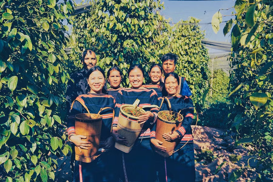 Dưới sự dẫn dắt của anh Công, HTX Nông nghiệp và Dịch vụ Nam Yang là HTX đầu tiên trên địa bàn tỉnh sản xuất hồ tiêu theo hướng hữu cơ. Ảnh: Trần Dung