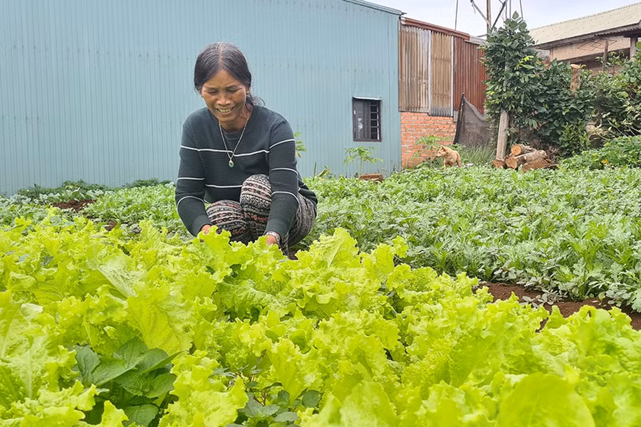  Bà H’Liêng (làng Khưn, phường Trà Bá) chăm sóc vườn rau. Ảnh: Phạm Ngọc