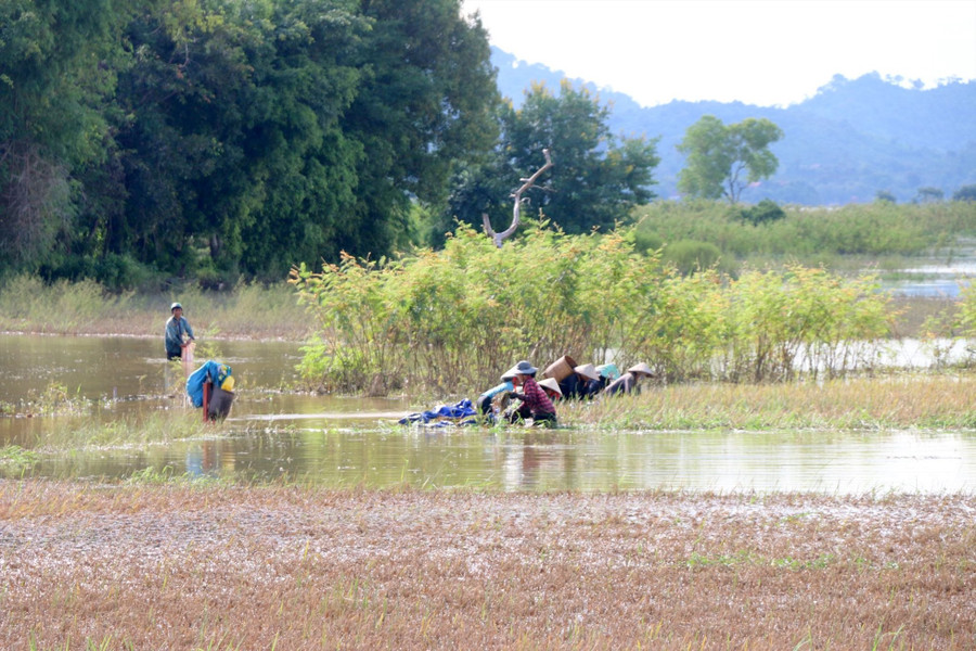 Người dân huyện Lắk đằm mình trong nước lũ để cứu vớt những công sức sau một mùa vụ khổ sở gieo trồng. Ảnh: Phan Tuấn