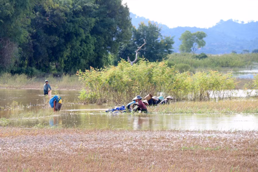 Người dân huyện Lắk đằm mình trong nước lũ để cứu vớt những công sức sau một mùa vụ khổ sở gieo trồng. Ảnh: Phan Tuấn