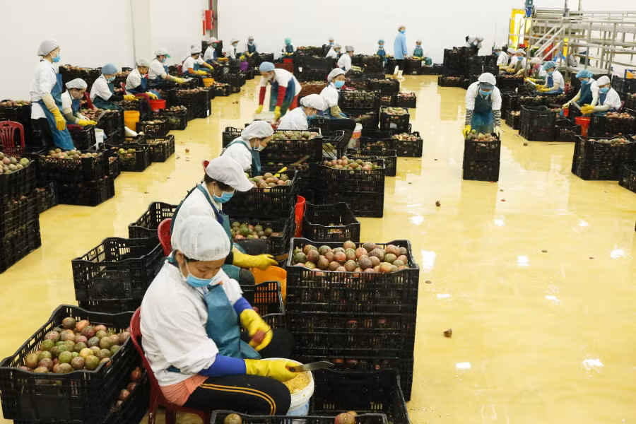 Dây chuyền sản xuất của Nhà máy chế biến rau quả (DOVECO Gia Lai). Ảnh: Ngọc Sang