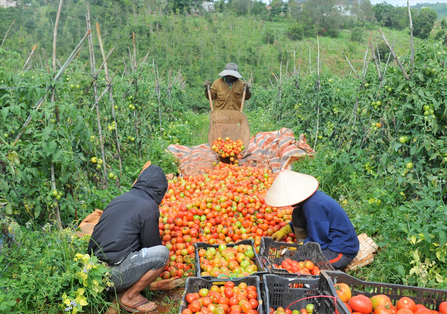 Vụ cà chua năm nay người dân vùng biên Tuy Đức phấn khởi vì vừa trúng mùa, lại được giá. Ảnh: Nguyễn Tâm Vụ cà chua năm nay người dân vùng biên Tuy Đức phấn khởi vì vừa trúng mùa, lại được giá. Ảnh: Nguyễn Tâm