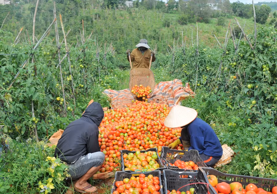 Vụ cà chua năm nay người dân vùng biên Tuy Đức phấn khởi vì vừa trúng mùa, lại được giá. Ảnh: Nguyễn Tâm