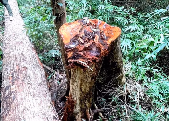 Đã có 84 cây gỗ lớn bị các đối tượng chặt phá, đây là một trong những vụ phá rừng khủng khiếp nhất ở tỉnh Kon Tum