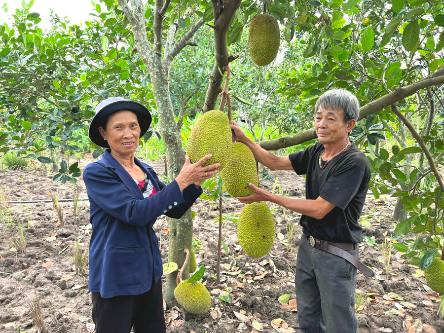 Vợ chồng ông Nguyễn Văn Cường bên vườn mít Thái chuyển đổi từ diện tích trồng lúa. Ảnh: Đinh Yến