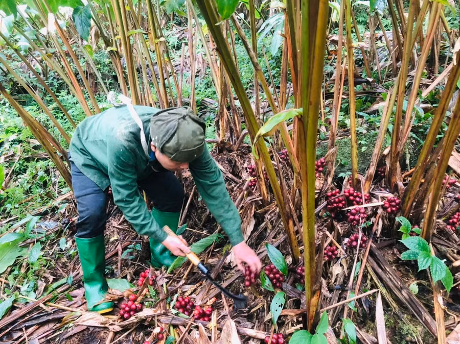 Ông Minh thu hoạch thảo quả trong khu vườn của mình. Ảnh: Quang Viên
