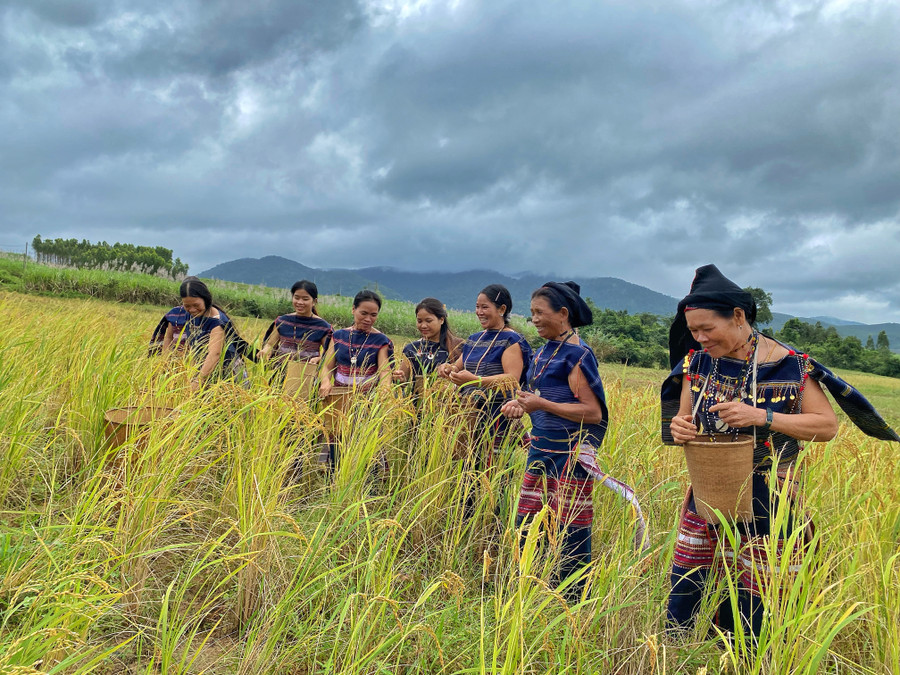 1.	Phụ nữ Bahnar lên rẫy suốt những bông lúa bằng tay để chuẩn bị dâng các vị thần linh trong lễ mừng lúa mới 