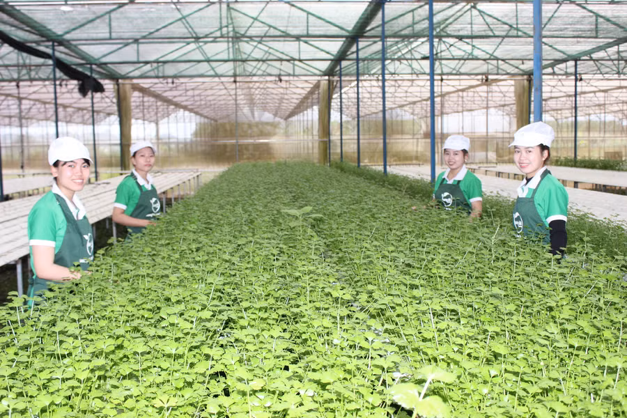 Sản xuất nông nghiệp có chứng nhận VietGAP đang phát triển mạnh tại Gia Lai.Ảnh Nguyễn Diệp