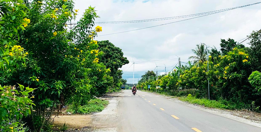 Con đường làng Hle Hlang (xã Yang Trung, huyện Kông Chro) trở nên tươi mới nhờ màu vàng rực rỡ của hoa Hoàng Yến. Ảnh: Nhật Hào Con đường làng Hle Hlang (xã Yang Trung, huyện Kông Chro) trở nên tươi mới nhờ màu vàng rực rỡ của hoa Hoàng Yến. Ảnh: Nhật Hào