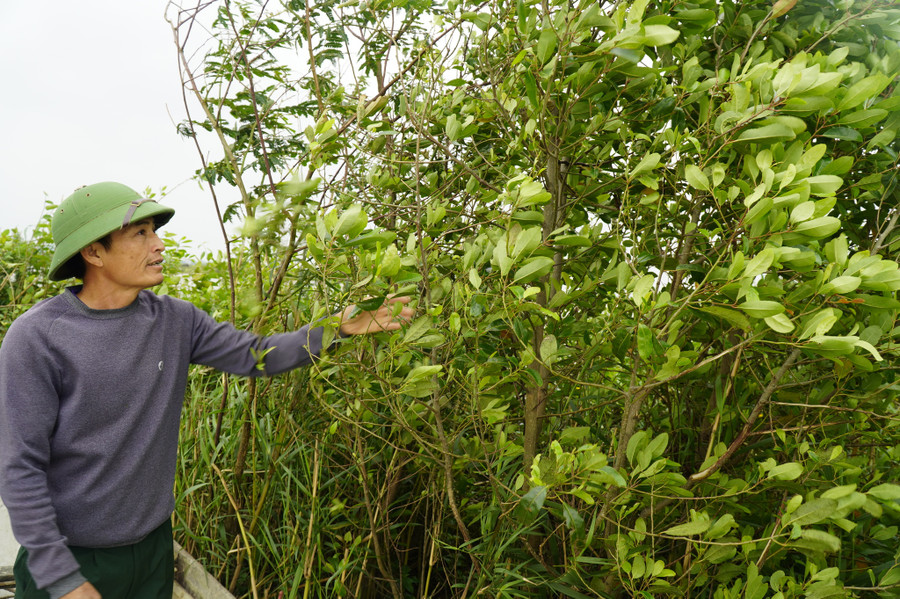 Để làm “bãi đáp” cho chim, ông Xuân đã trồng rất nhiều cây trên phá Hạc Hải. Ảnh: Nguyễn Phúc