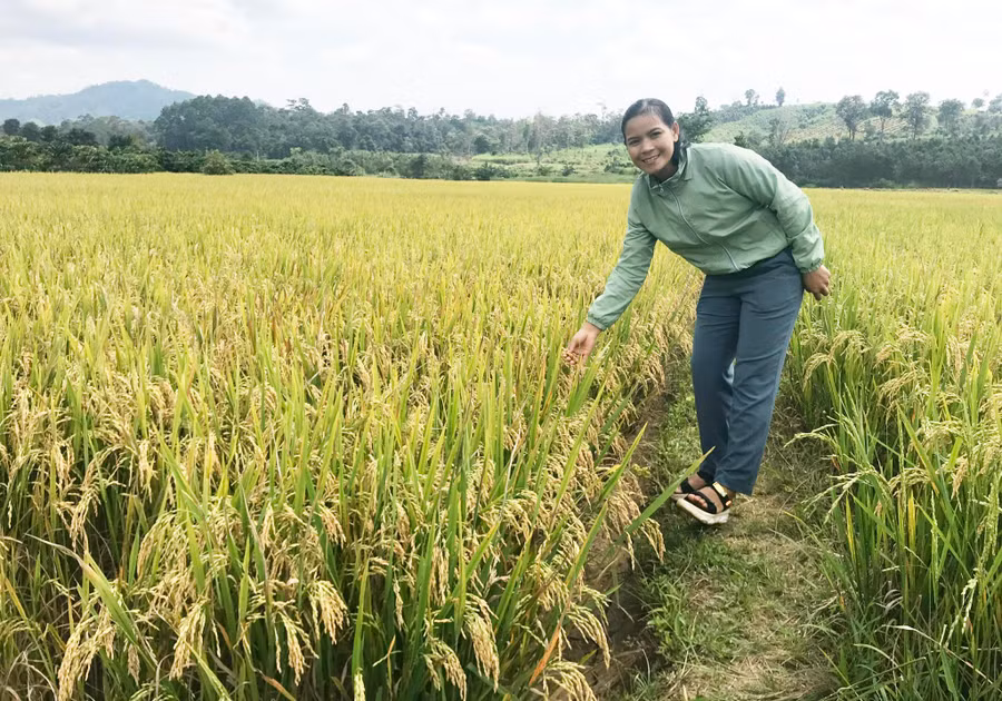 Cánh đồng lúa một giống ĐT100 tại xã Đak Sơ Mei cho năng suất khá cao. Ảnh: Nguyễn Diệp