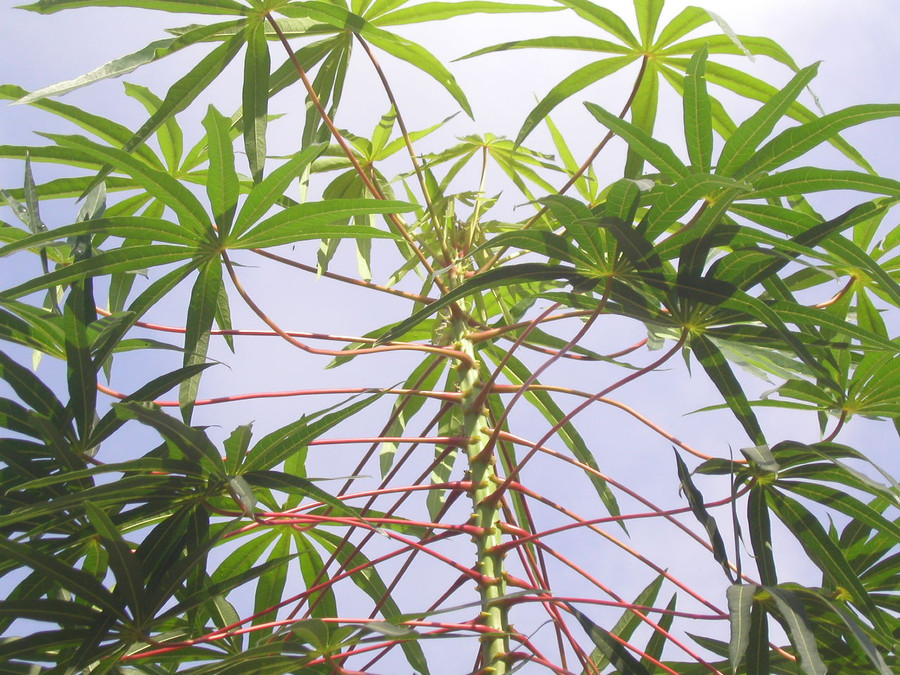 Những loại lá như lá sắn, lá tre, lá chuối trước tưởng bỏ đi nay lại có thể xuất khẩu, mang lại giá trị không nhỏ. 11 tháng năm 2022, xuất khẩu các loại lá của Việt Nam đạt 7,398 triệu USD. Ảnh: CTV.