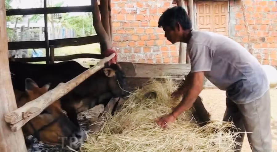 Ông Rmah Xoa (Buôn Ling, xã Ia Hiao) vươn lên thoát nghèo nhờ biết cách chăn nuôi, phát triển đàn bò từ sự hỗ trợ của Nhà nước Ảnh Bảo Anh
