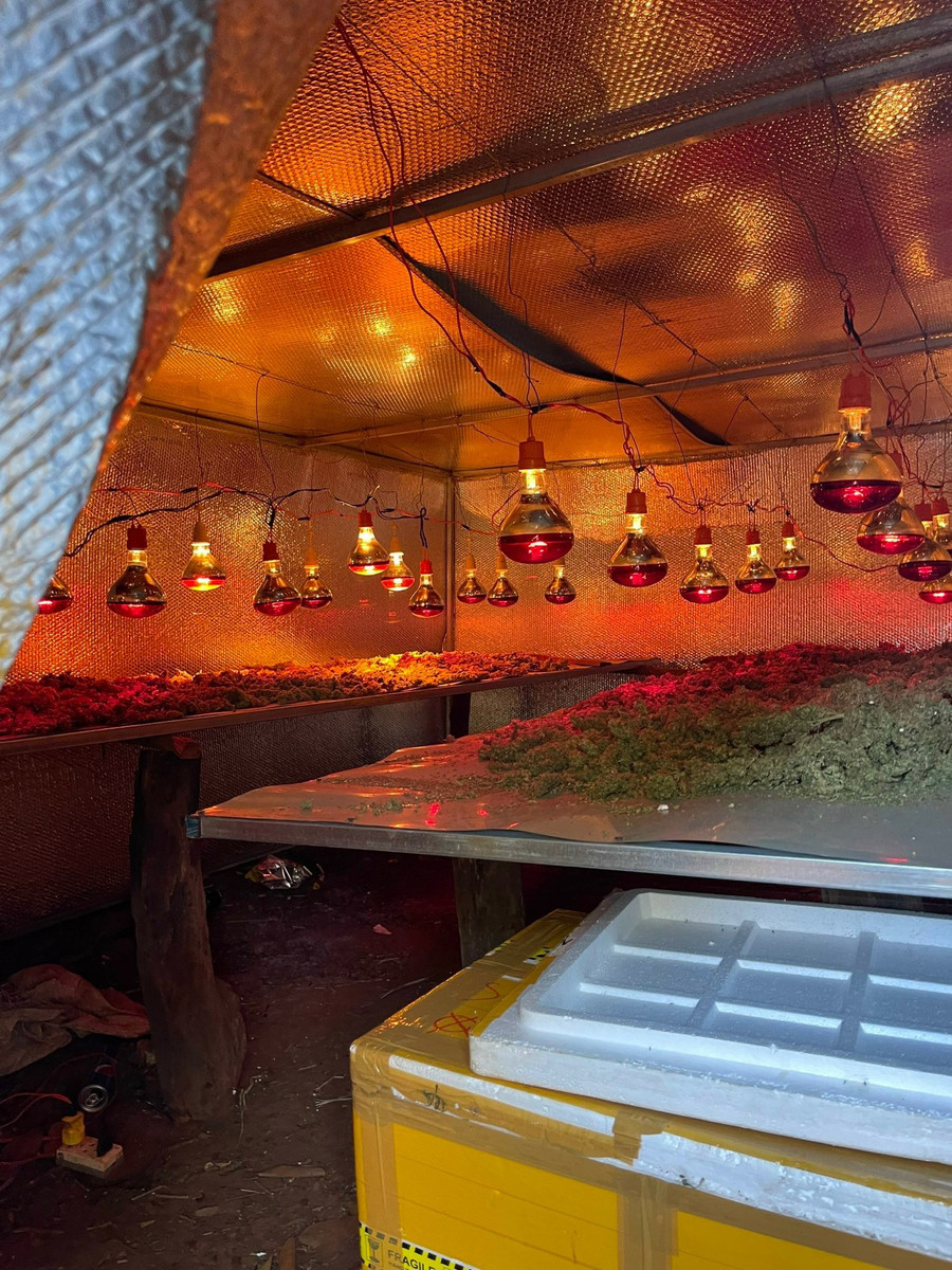 Bên trong chòi sấy cần sa. Ảnh Công an huyện Chư Sê cung cấp Hoạt động sơ chế cần sa. ảnh Lê Anh