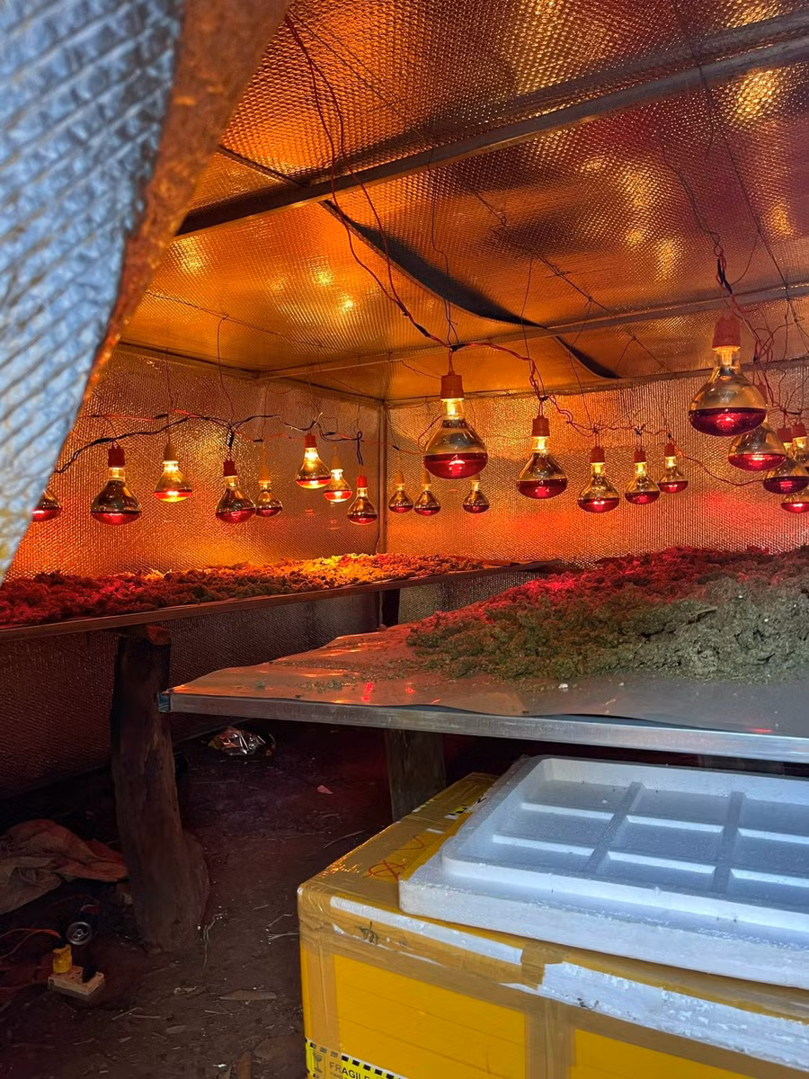 Hoạt động sơ chế cần sa. ảnh Lê Anh