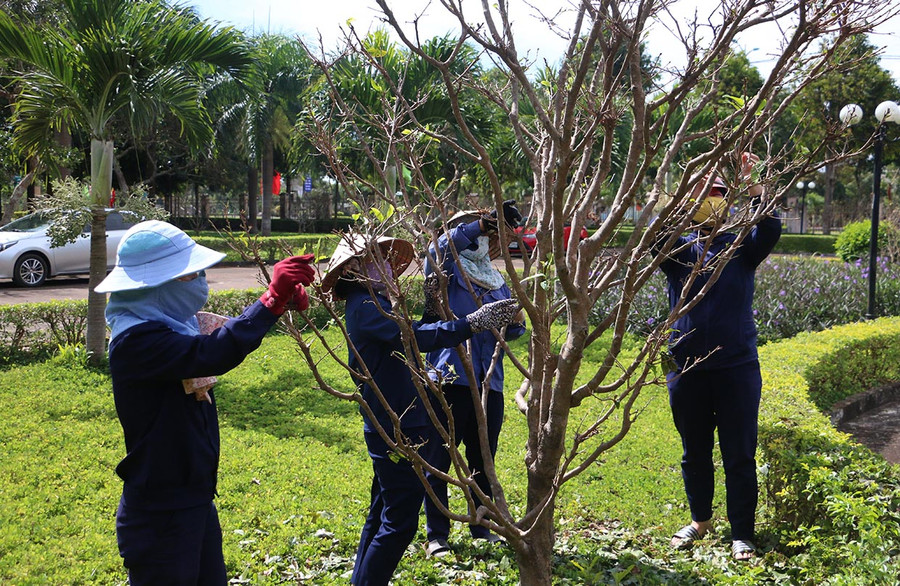 Chăm sóc cây mai tại trung tâm hành chính huyện. Ảnh: Quang Tấn  Chăm sóc cây mai tại trung tâm hành chính huyện. Ảnh: Quang Tấn