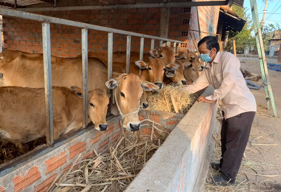 Ông Kpă Krik (buôn Jứ Ama Nai, xã Ia Rtô) phát triển kinh tế gia đình với thu nhập hàng năm đạt trên 150 triệu đồng. Ảnh: Vũ Chi