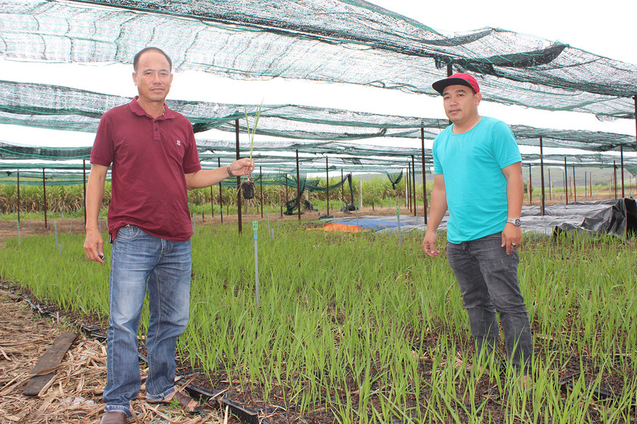 Vườn ươm mía một mắt mầm. Ảnh: Nguyễn Hồng