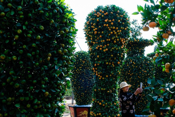  Nhiều khách hàng tới vườn mua cây cảnh đều tỏ ra thích thú, trầm trồ với cây quýt 