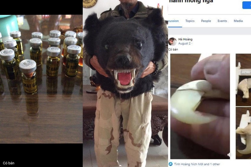 Hoàng Văn Tình lãnh án 5 năm 6 tháng tù do tàng trữ số lượng lớn tiêu bản động vật quý hiếm. Ảnh: Trung tâm Bảo vệ Thiên nhiên cung cấp