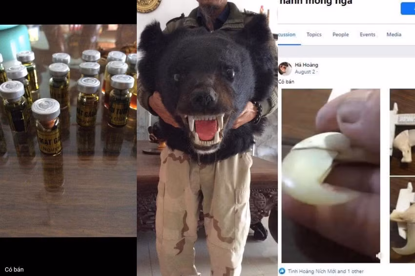 Hoàng Văn Tình lãnh án 5 năm 6 tháng tù do tàng trữ số lượng lớn tiêu bản động vật quý hiếm. Ảnh: Trung tâm Bảo vệ Thiên nhiên cung cấp