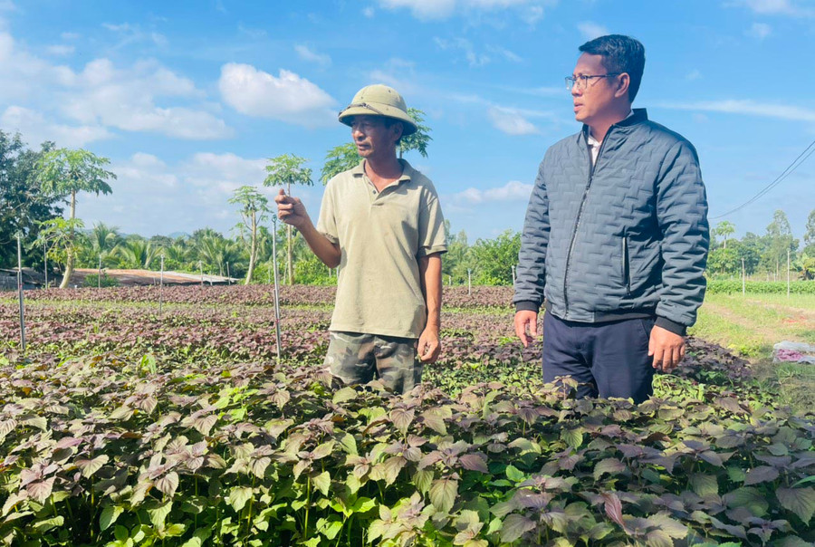  Anh Võ Tấn Lực (bìa phải, Giám đốc HTX Nhật Khôi) hướng dẫn thành viên chăm sóc cây tía tô. Ảnh: Vũ Chi