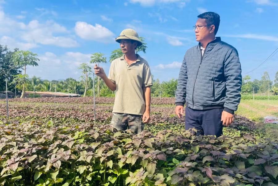  Anh Võ Tấn Lực (bìa phải, Giám đốc HTX Nhật Khôi) hướng dẫn thành viên chăm sóc cây tía tô. Ảnh: Vũ Chi