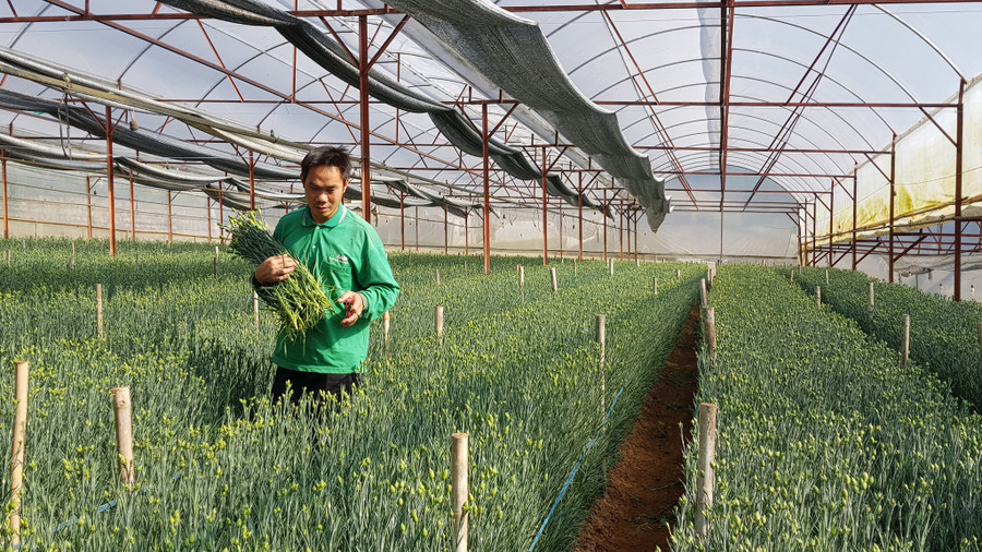 Vườn hoa cẩm chướng của nông dân Đà Lạt. Ảnh: Lâm Viên