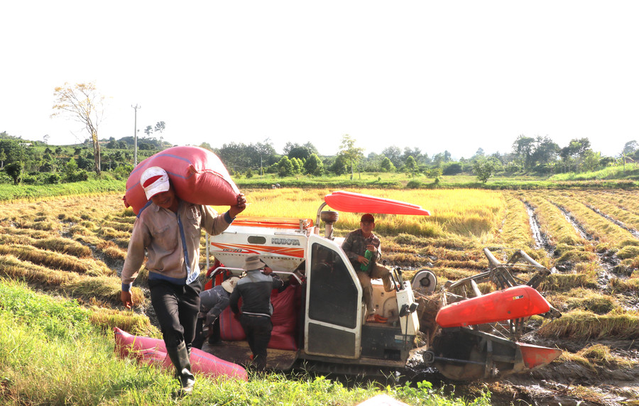 Người dân phấn khởi thu hoạch lúa trên cánh đồng Buôn Lưới, xã Sơ Pai, huyện Kbang. Ảnh: Ngọc Minh