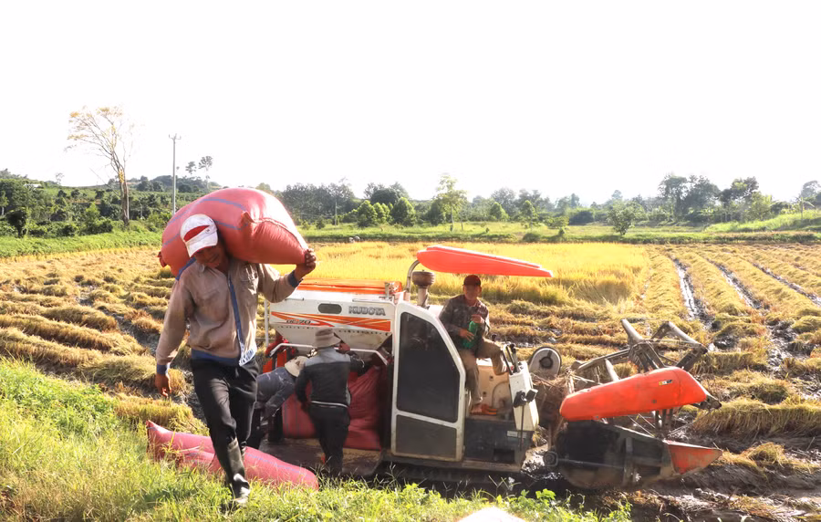 Người dân phấn khởi thu hoạch lúa trên cánh đồng Buôn Lưới, xã Sơ Pai, huyện Kbang. Ảnh: Ngọc Minh