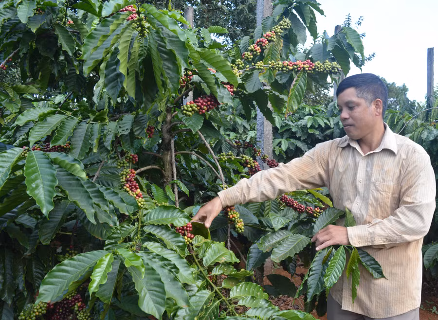 Ông Rơ Châm Duih chăm sóc vườn cà phê của gia đình. Ảnh: Anh Huy