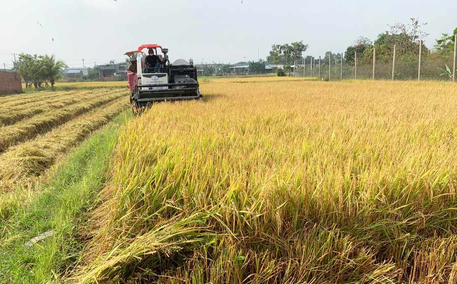 Việc triển khai cánh đồng lúa lớn một giống đã giúp người dân Phú Thiện nâng cao hiệu quả kinh tế trên cùng một đơn vị diện tích. Ảnh: Vũ Chi