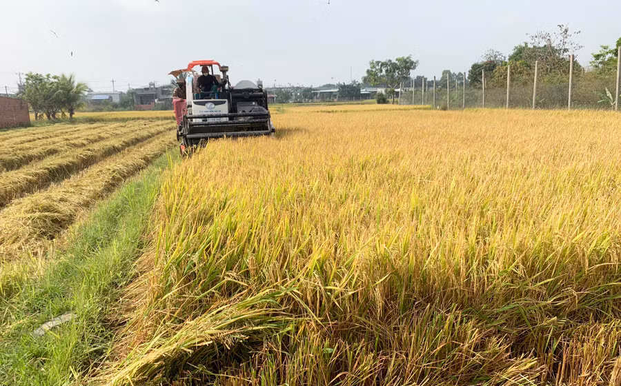 Việc triển khai cánh đồng lúa lớn một giống đã giúp người dân Phú Thiện nâng cao hiệu quả kinh tế trên cùng một đơn vị diện tích. Ảnh: Vũ Chi