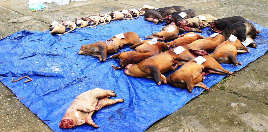 Gần 260 kg động vật rừng trái phép được phát hiện trên xe tải. Ảnh: C.X