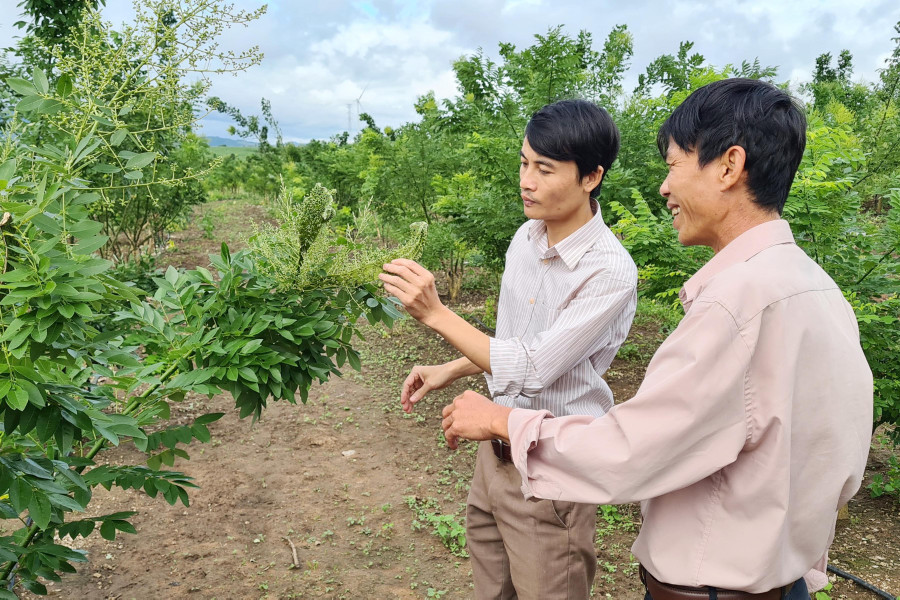 Sau 2 năm, trang trại hoa hòe của gia đình chị Bùi Thị Vân Anh phát triển rất tốt và cho thu hoạch vụ đầu tiên. Ảnh: Ngọc Sang