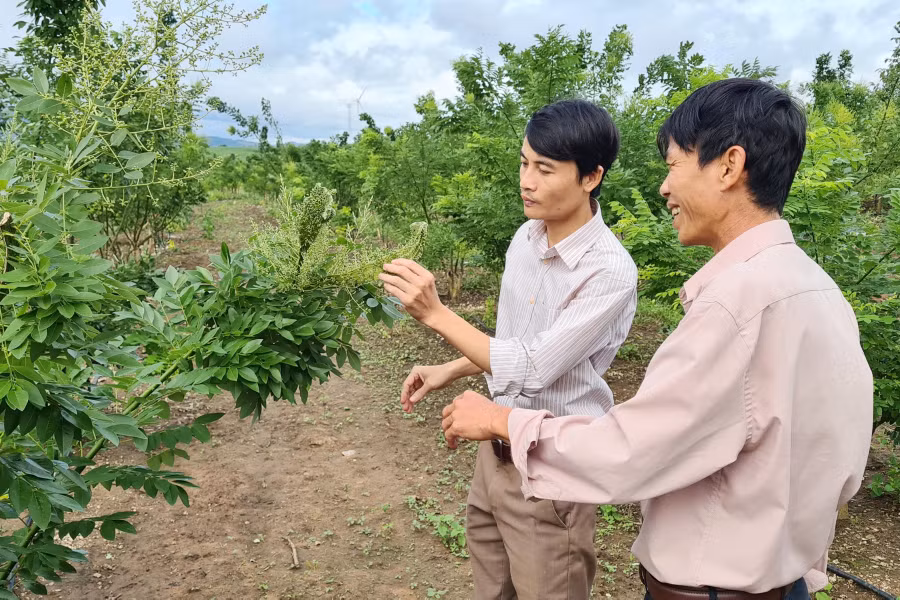 Sau 2 năm, trang trại hoa hòe của gia đình chị Bùi Thị Vân Anh phát triển rất tốt và cho thu hoạch vụ đầu tiên. Ảnh: Ngọc Sang