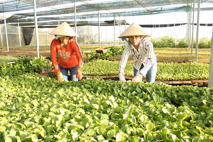 Sản xuất rau xanh theo hướng VietGAP tại Hợp tác xã Nông nghiệp và Dịch vụ An Phú Thịnh (TP. Pleiku). Ảnh: Nguyễn Diệp