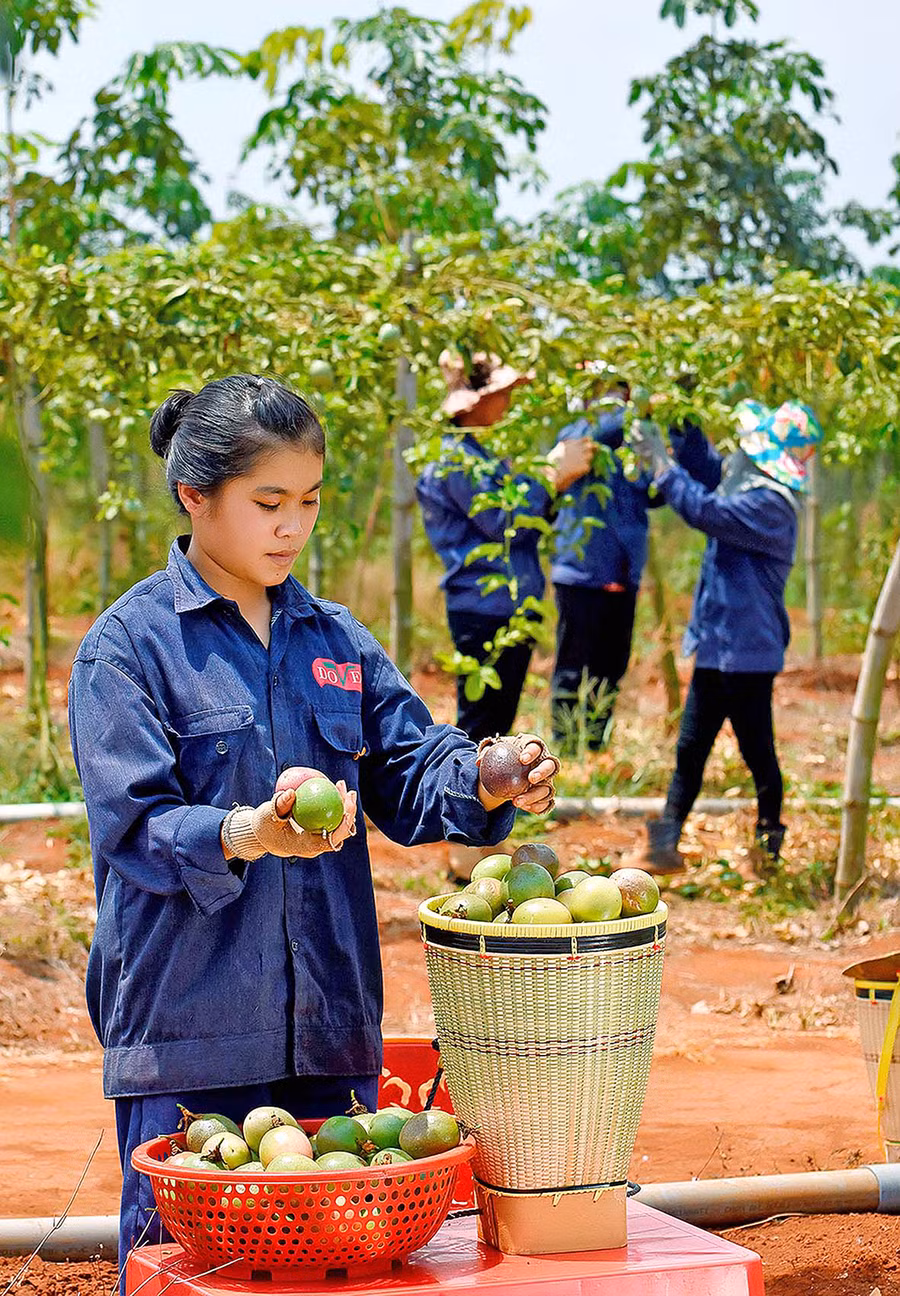 Công nhân DOVECO Gia Lai thu hoạch chanh dây. Ảnh: Đức Thụy