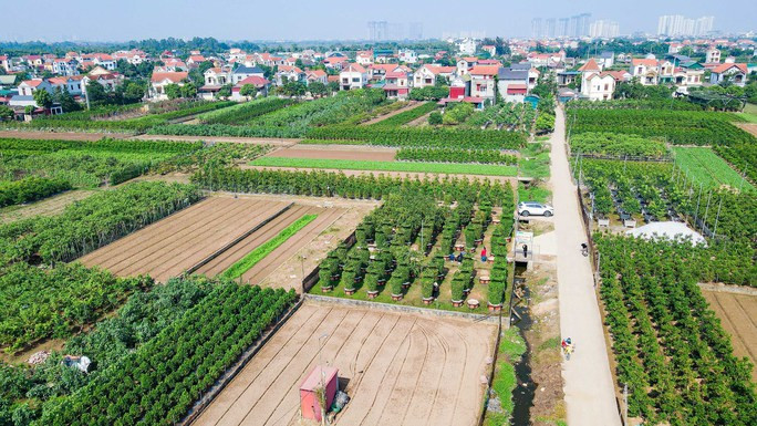 Theo chia sẻ, cả khu vườn nhà anh Thạnh có khoảng 100 gốc quýt nhưng chỉ chọn lọc và gò thành công nhiều hình dáng để tung ra thị trường.