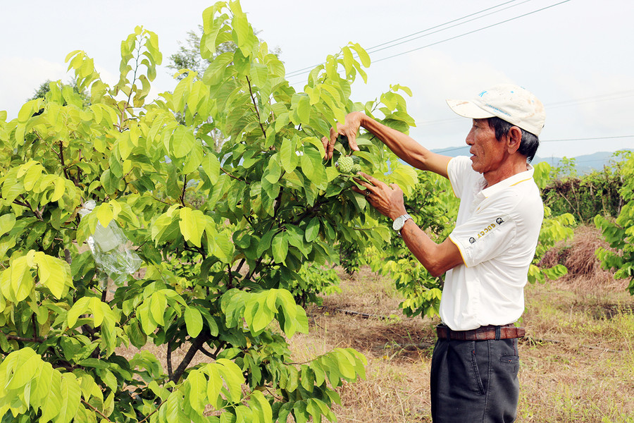 Nông dân Krông Pa chăm sóc vườn na. Ảnh: Hà Phương Nông dân Krông Pa chăm sóc vườn na. Ảnh: Hà Phương