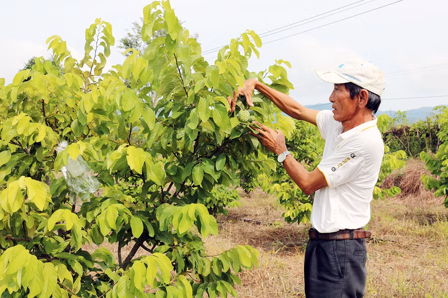Nông dân Krông Pa chăm sóc vườn na. Ảnh: Hà Phương