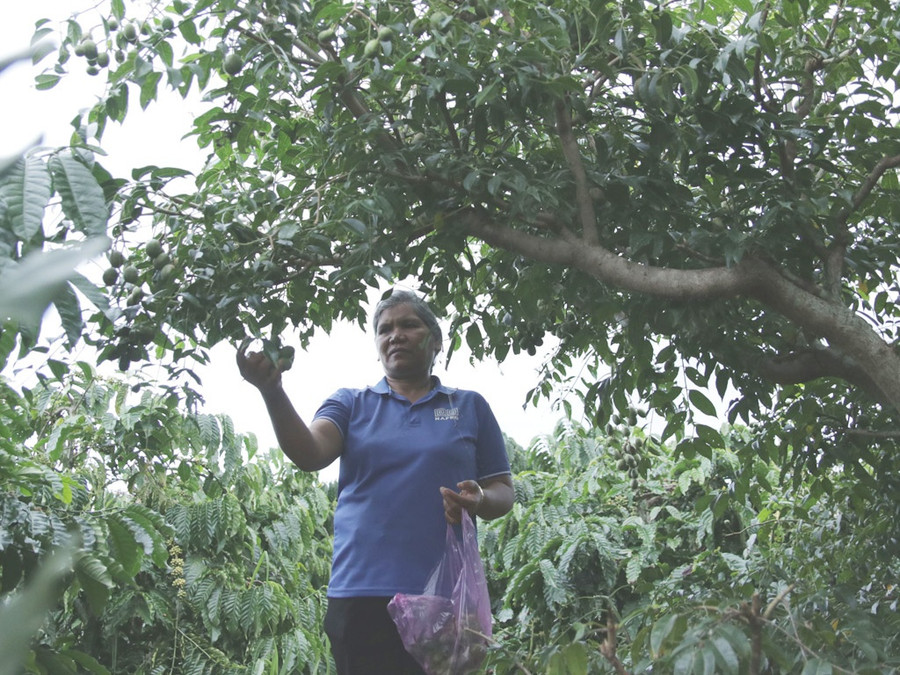 Bà H’Jang theo đuổi cách trồng trọt nói không với phân thuốc hóa học. Ảnh: Xuân Lâm