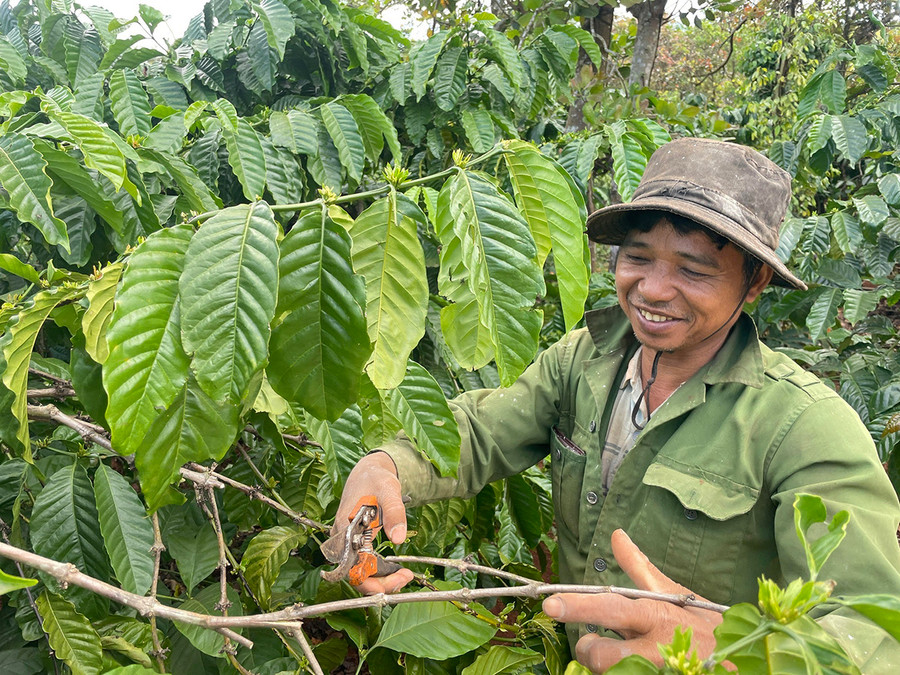 Nhờ sự cảm hóa của cán bộ tăng cường xã Ia Dreng (huyện Chư Pưh), ông Rơ Mah Kul ở thôn Tung Mô B đã từ bỏ "Tin lành Đê ga", tập trung sản xuất để phát triển kinh tế gia đình. Ảnh: Phương Duyên Nhờ sự cảm hóa của cán bộ tăng cường xã Ia Dreng (huyện Chư Pưh), ông Rơ Mah Kul-thôn Tung Mô B đã từ bỏ