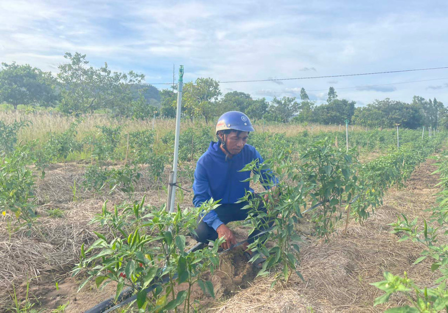 Ông Đinh Ueng (thôn Plei Trớ, xã Chư A Thai) trồng xen cây ớt trong vườn điều mang lại hiệu quả kinh tế cao. Ảnh: Nguyên Hương