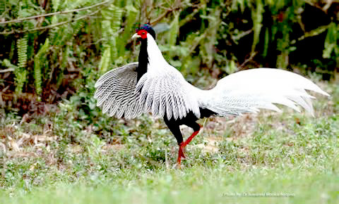 Gà lôi trắng là động vật rừng nguy cấp, quý hiếm nhóm IB - Ảnh: Quảng Bình.