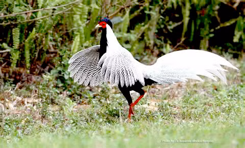 Gà lôi trắng là động vật rừng nguy cấp, quý hiếm nhóm IB - Ảnh: Quảng Bình. Gà lôi trắng là động vật rừng nguy cấp, quý hiếm nhóm IB - Ảnh: Quảng Bình.