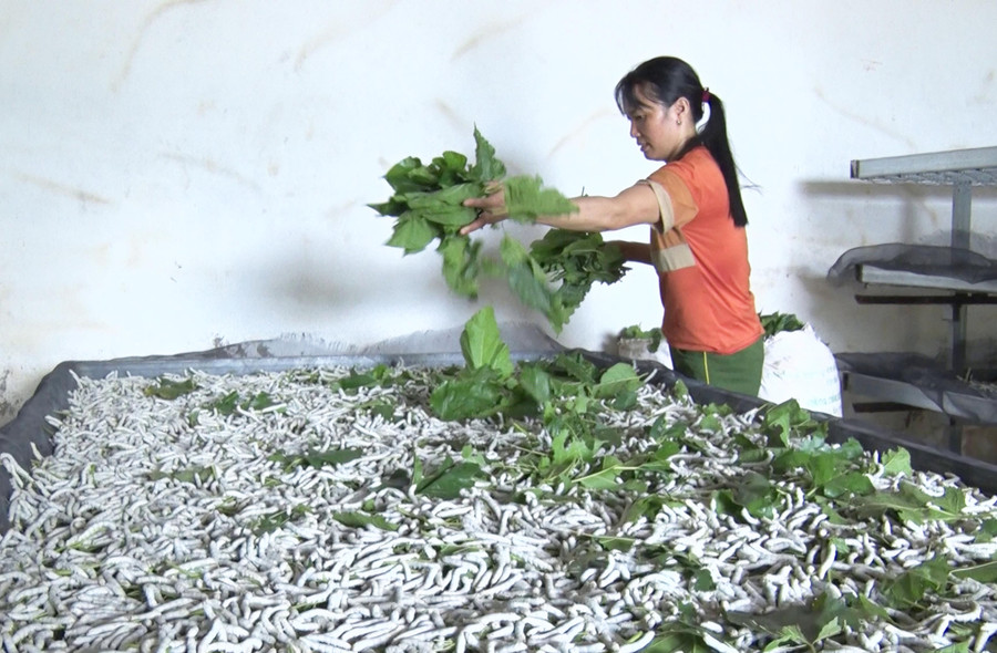 Gia đình chị Phan Thị Quyên có thêm nguồn thu nhập ổn định từ trồng dâu nuôi tằm. Ảnh: Phạm Ngọc